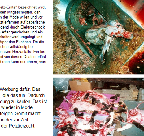 Screenshot: Angebot bei eBay